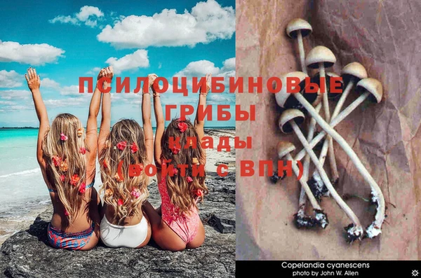 прущие грибы Алзамай